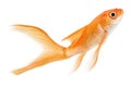 Comet Goldfish on White Background Royalty Free Stock Photo