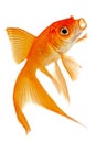 Comet Goldfish on White Background Royalty Free Stock Photo