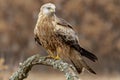 Comet Milvus Milvus perched on the branch of an oak on an unfocused brown background. Spain