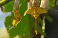 Comet or  moon moth, Argema mittrei, butterfly native to the forests of Madagascar Royalty Free Stock Photo