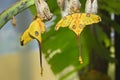 Comet or  moon moth, Argema mittrei, butterfly native to the forests of Madagascar Royalty Free Stock Photo