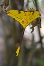 Comet moth Royalty Free Stock Photo