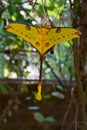 Comet moth Royalty Free Stock Photo