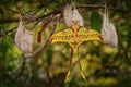 Comet moth, Argema mittrei, big yellow butterfly in the nature habitat, Andasibe Mantadia NP in Madagascar. Madagascan moon moth Royalty Free Stock Photo