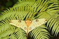 Comet Moth Argema mittrei - madagascar Royalty Free Stock Photo