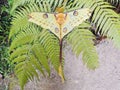 Comet Moth Argema mittrei - madagascar