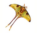 Comet moth Argema mittrei Royalty Free Stock Photo