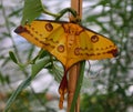 The comet moth or Madagascan moon moth Argema mittrei is Royalty Free Stock Photo