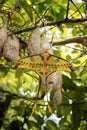 comet moth, madagascan moon moth, argema mittrei Royalty Free Stock Photo