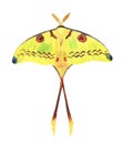 Comet moth watercolor illustration on white. Male