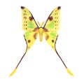 Comet moth watercolor illustration on white. Male