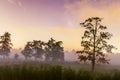 Comet Neowise in early morning fog Royalty Free Stock Photo