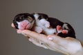 Comfort and safety. Newborn Welsh corgi puppy sleeps serenely on palms of his mistress. Gray-brown background.