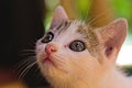 White striped kitten close-up, focus, nose, curious, face, hair, blue eyes