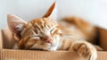 Comfortable cat asleep in box, white background, capturing peaceful rest Royalty Free Stock Photo