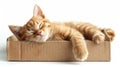 Comfortable cat asleep in box, white background, capturing peaceful rest Royalty Free Stock Photo