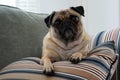 Comfortable Pug