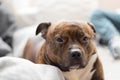 Comfortable staffordshire bull terrier lying on sofa looking to Royalty Free Stock Photo