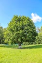 Comfortable wooden bench under a perennial green oak Royalty Free Stock Photo