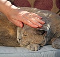 Comforting hand for the cat Royalty Free Stock Photo