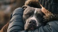 Comforting Human Embrace with American XL Bully Dog