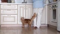 Comforting scene of a cat with a human in a kitchen. Reflects the therapeutic role of pets in modern homes.