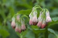 Comfrey Royalty Free Stock Photo
