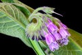 Comfrey Flower Purple Flower Blossoms 01 Royalty Free Stock Photo