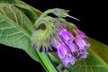 Comfrey Flower Purple Flower Blossoms 02 Royalty Free Stock Photo