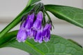 Comfrey Herb Blossom Bunch 02 Royalty Free Stock Photo