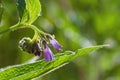 Comfrey blossom Symphytum officinale purple blue flowers on a Royalty Free Stock Photo