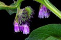 Comfrey Flower Purple Blossoms 01 Royalty Free Stock Photo