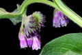 Comfrey Flower Purple Blossoms 02 Royalty Free Stock Photo