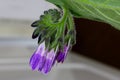 Comfrey Herb Blossoms Budding 03 Royalty Free Stock Photo