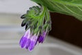 Comfrey Herb Blossoms Budding 05 Royalty Free Stock Photo