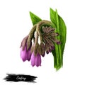 Comfrey or comphrey, blackwort, common comfrey, slippery root digital art illustration. Quaker-comfrey, cultivated