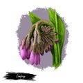 Comfrey or comphrey, blackwort, common comfrey, slippery root digital art illustration. Quaker-comfrey, cultivated