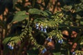 Comfrey flower blooming in the botanical garden in the Dnieper in Ukraine in the spring Royalty Free Stock Photo