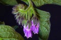 Comfrey Purple Flower Curl 03 Royalty Free Stock Photo