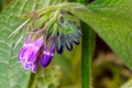 Comfrey Flower Blossom Swirl 01 Royalty Free Stock Photo