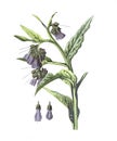 Comfrey flower. Symphytum. Antique hand drawn flowers illustration. Vintage and antique flowers. wild flower illustration. 19th Royalty Free Stock Photo