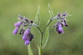 Comfrey flowers with leaves Royalty Free Stock Photo