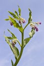 Comfrey flowers with leaves Royalty Free Stock Photo