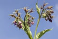 Comfrey flowers with leaves Royalty Free Stock Photo