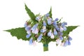 Comfrey Herb Flower Posy Royalty Free Stock Photo