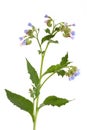 Comfrey Herb with Flowers