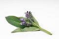 Comfrey herb flowers and leaves Royalty Free Stock Photo