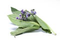 Comfrey herb flowers and leaves Royalty Free Stock Photo