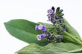 Comfrey herb flowers and leaves on a white background. Royalty Free Stock Photo