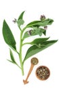 Comfrey Herb Plant and Dried Root and Leaves Royalty Free Stock Photo